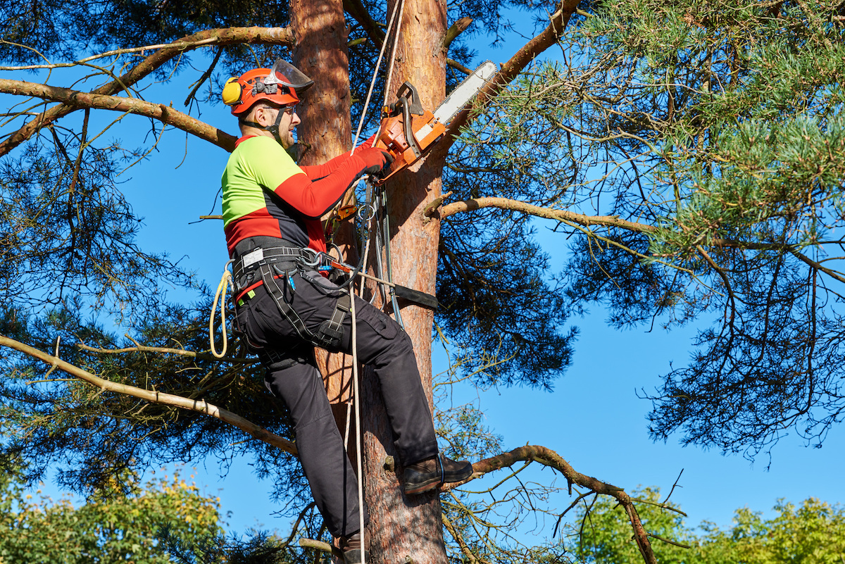 Tree Removal Huntsville AL